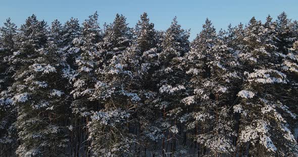 Snow-covered Coniferous Forest alt