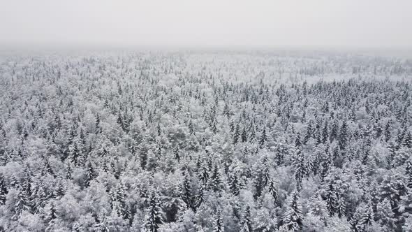 Winter Forest Snow Pine Trees Landscape Drone Shooting  Video