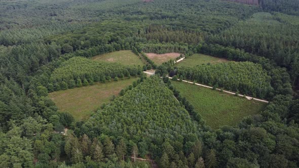 Lonely Oak Tree in the Utrechtse Heuvelrug near Amerongen, Leersum, Elst alt