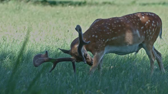 Deer Feeding in The Forest alt