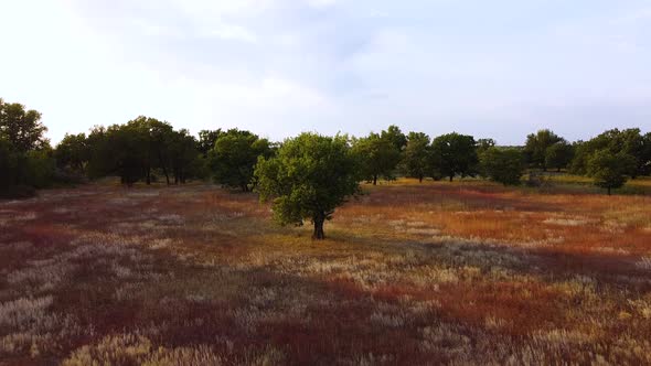 Green oaks on a field with red grass