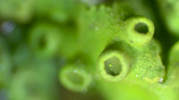 Teloschist Family Lichen or Just a Moss alt