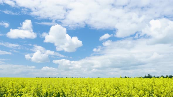 Timelapse Movement of Clouds Over a Rapeseed Field