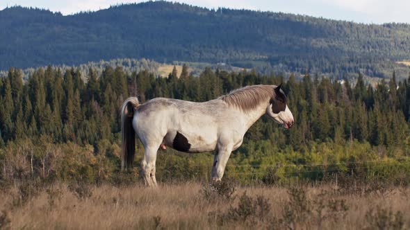 Horse pooping defecating in rural area alt