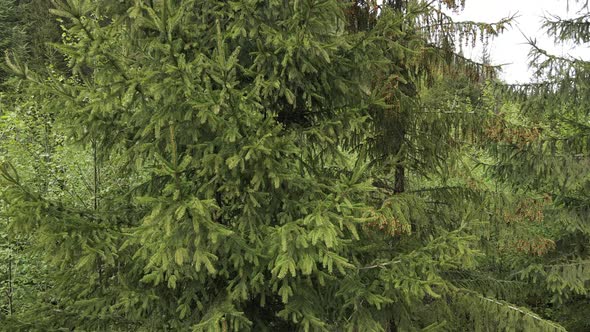 Spruce in the Forest. Carpathian Mountains. Slow Motion. Ukraine. Aerial alt