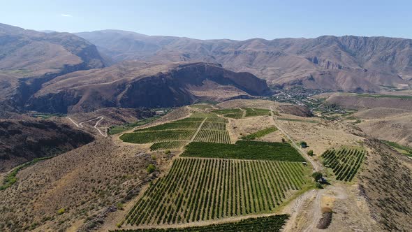 Drone flying over the straight rows of the green vineyards.