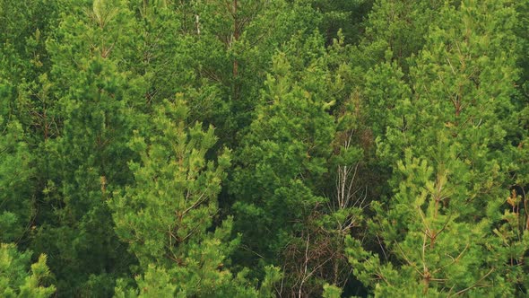 Aerial View Of Green Pine Coniferous Forest In Spring