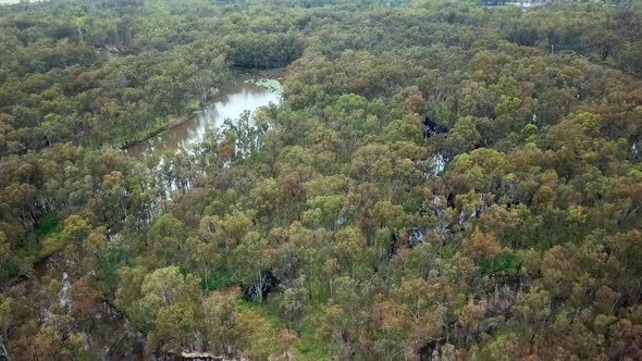 Slow moving aerial footage of the meandering Murray River and flood plains in eucalypt forest south alt