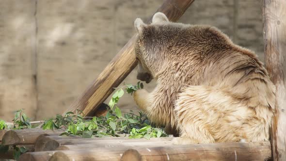 Brown bear eating leaves at the zoo