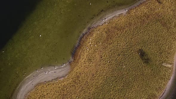 Bird's Eye View Of A Pair Of Swans, Rises Up To Super Total Of A Little Island