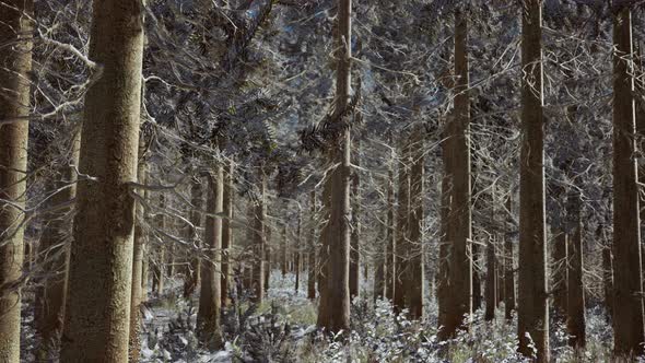 Bright Sunny Pine Forest in the Snow alt