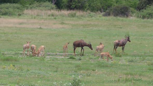 Herd of Common tsessebe on the savanna alt