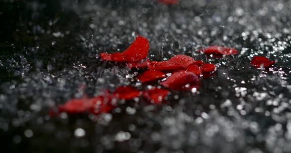 Red Rose Petals Lie Alone in a Puddle in the Pouring Rain. alt