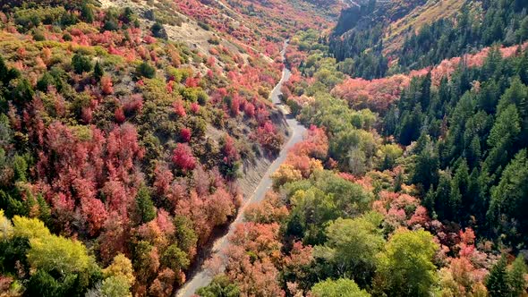 Country road winding through colorful forest during Fall alt