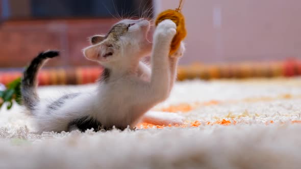 Active And Happy Little Cat alt