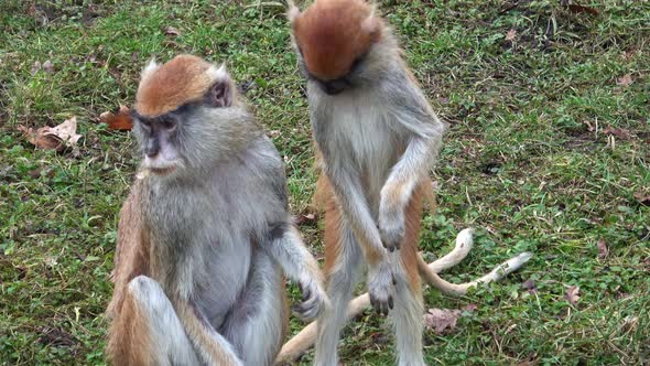 The patas monkey (Erythrocebus patas), also known as the wadi monkey or hussar monkey