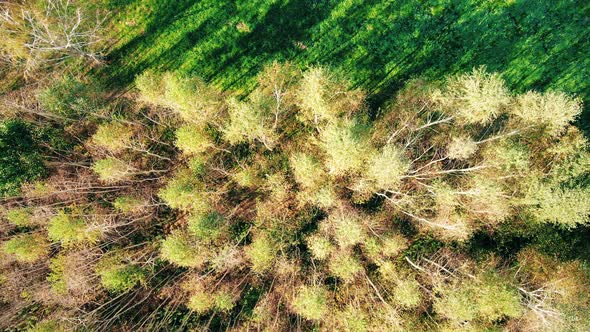 Aerial View Above Road in Forest in Fall. Aerial Top View Over Straight Road in Colorful Countryside alt