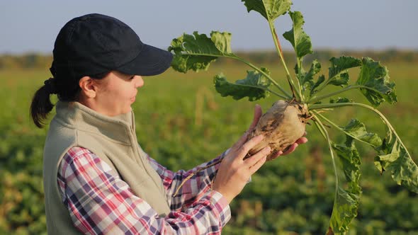 Woman in the Field Inspect Ripe Sugar Beet in Hand alt