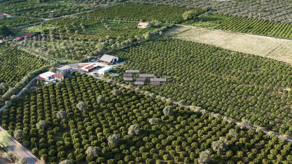 Field of Orchards with Ecosustainable Energy Solar Panels in the Countryside alt
