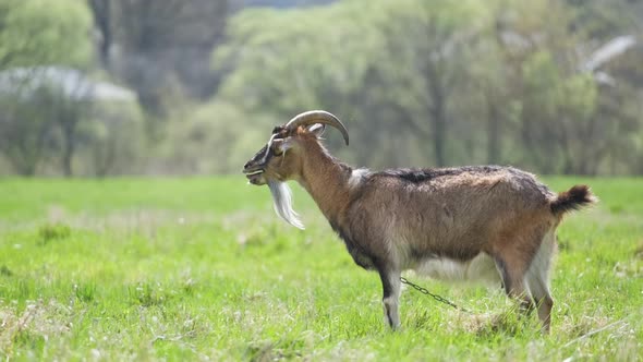 Domestic Milk Goat with Long Beard and Horns Grazing on Green Farm Pasture on Summer Day alt