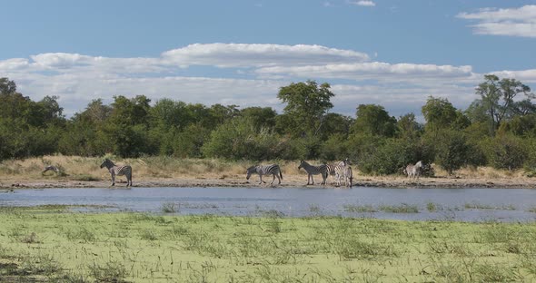 Zebra in bush, Botswana Africa wildlife alt