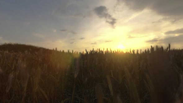 Barley Field In Golden Glow Of Evening Sun