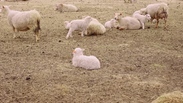Spectacular Close View of a Flock of Sheep and Lambs Pausing on a Brown Grass alt