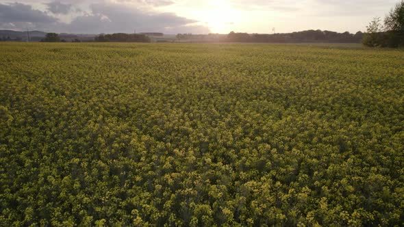Rapeseed field in the village. Aerial view of a flowering canola field on a sunny day. Drone footage alt