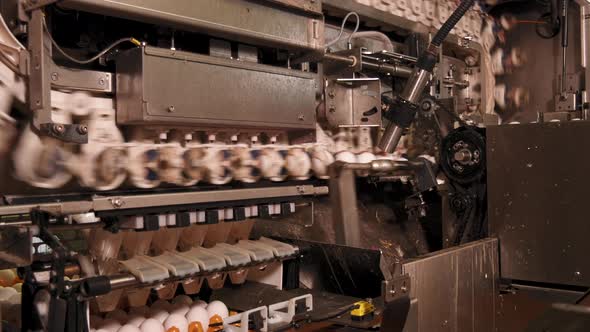 Machine drops 6 eggs gently into tray in food factory alt