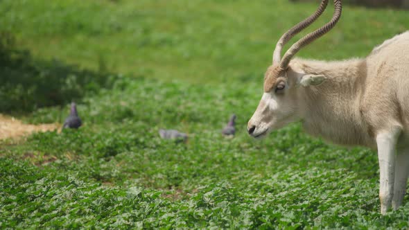 Antelope Addax grazing on green grass
