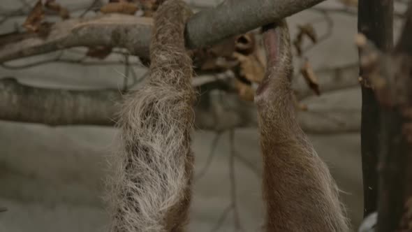 A two toed sloth hanging in a tree close to the camera slow motion alt