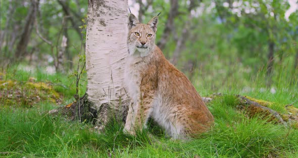 Portrait of European Lynx Sitting in the Forest