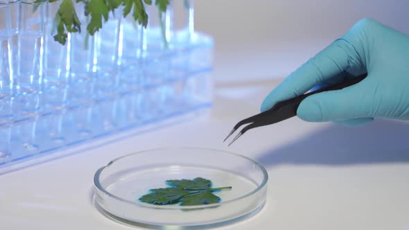 Professional Scientist Wearing Protective Mask Working with Herb Samples in His Laboratory alt