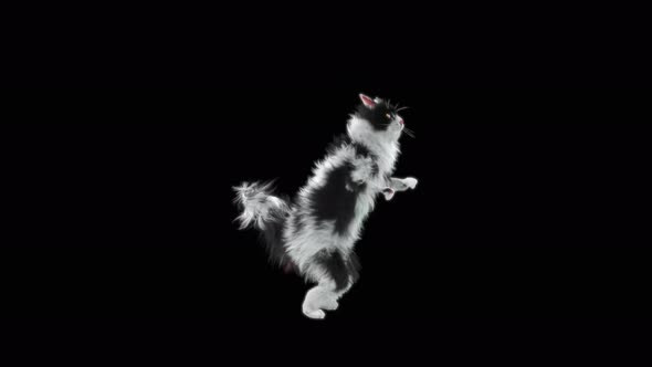 Cat Dancing 4K alt