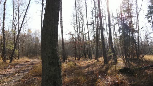 Forest with Trees in an Autumn Day alt