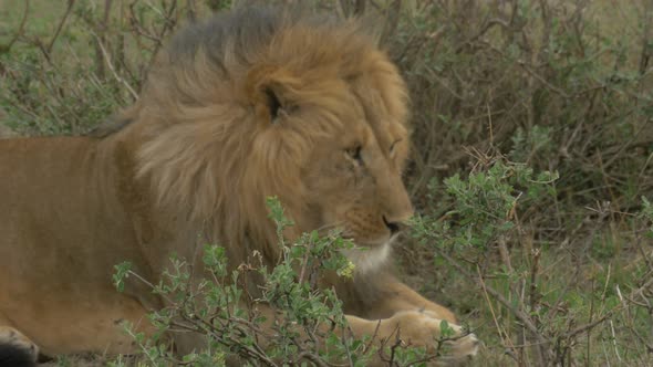 Lion cleaning its paw alt