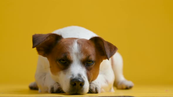 Portrait of Adorable dog Jack Russell terrier on a studio background. alt