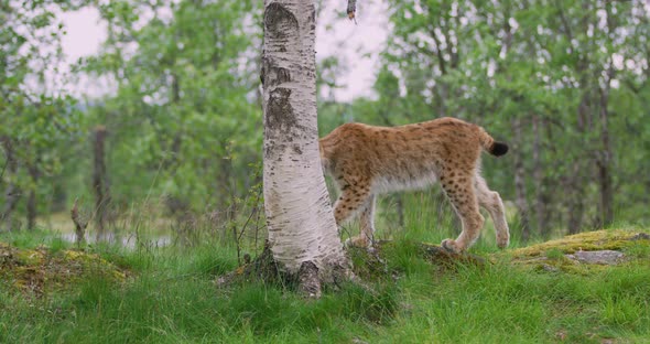 Cute Young European Lynx Walking in the Forest a Summer Evening