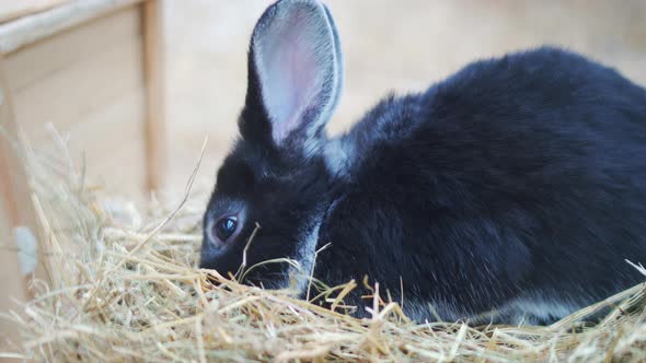 Easter bunnies play, eat and rest in the paddock. alt