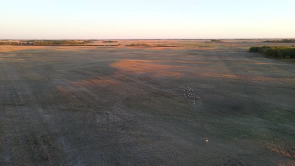 Aerial view of pronghorn antelope herd being chased from above during sunset in Alberta, Canada. alt