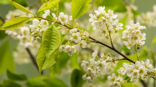 White Flowers of Bird Cherry Tree (Prunus Padus) Blooming Fast in Spring alt