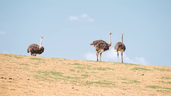 Three Ostrich Standing On The Hill Against The Blue Sky In Anseong Farmland. - wide alt