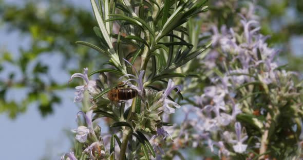 |European Honey Bee, apis mellifera, Bee foraging a Rosemary Flower, Pollination Act, Normandy alt