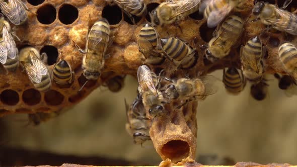 Queen Cells Along the Edges of the Combs Swarm Cells alt