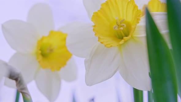 Two Flowers of White and Yellow Daffodils in the Wind