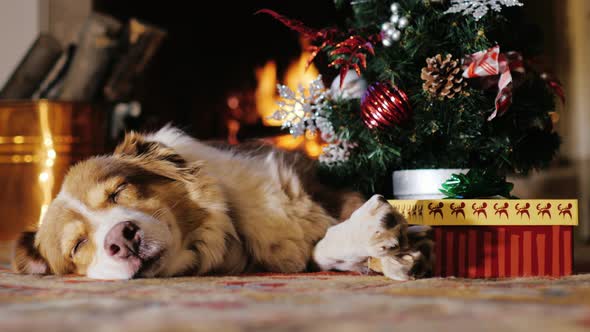 Dog Napping Near a Christmas Tree with a Gift. Burning Fireplace in the ...