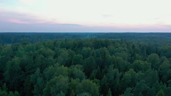 Aerial View of Forest alt