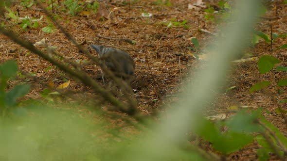 American Robin foraging for food on forest floor in middle of undergrowth alt