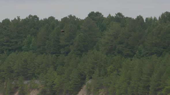 a vulture flying alt