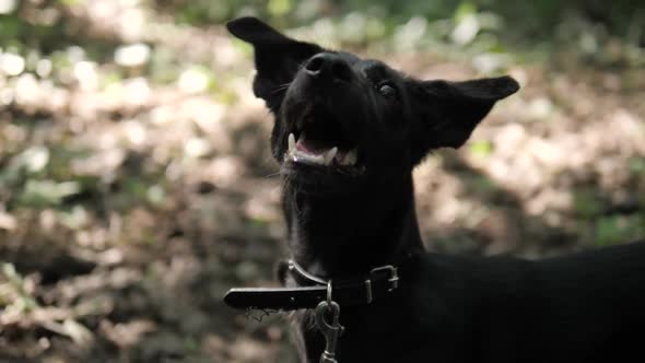 Closeup Close Up Pooch Portrait of Gorgeous Labrador Retriever Puppy with Happy Sad Eyes Looking Up alt